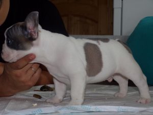 eladó foltos francia bulldog kiskutya