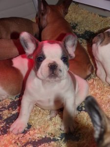 KODAK eladó foltos francia bulldog kiskutya