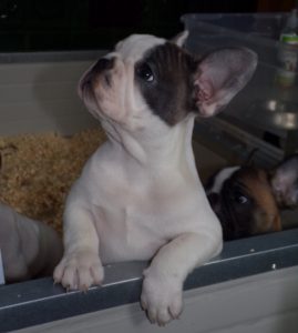 eladó foltos francia bulldog kiskutya