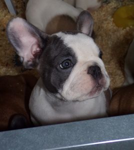 eladó foltos francia bulldog kiskutya