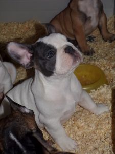 eladó foltos francia bulldog kiskutya