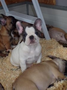 eladó foltos francia bulldog kiskutya