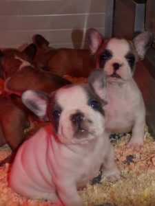 eladó foltos francia bulldog kiskutya