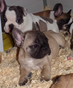 eladó sötét bézs francia bulldog kiskutya