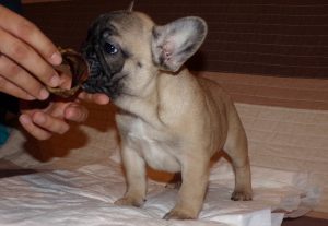 eladó sötét bézs francia bulldog kiskutya