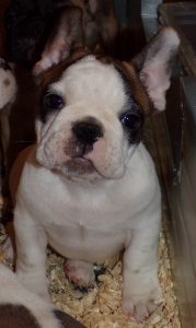 eladó foltos francia bulldog kiskutya
