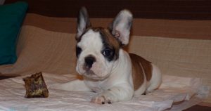 eladó foltos francia bulldog kiskutya