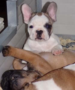 eladó foltos francia bulldog kiskutya