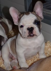 eladó foltos francia bulldog kiskutya