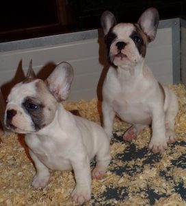 eladó foltos francia bulldog kiskutya