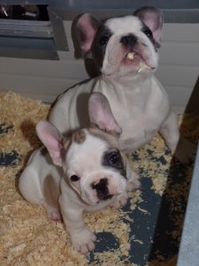 eladó foltos francia bulldog kiskutya