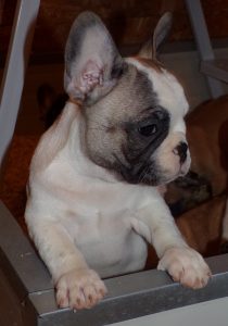 eladó foltos francia bulldog kiskutya