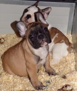 eladó sötét bézs francia bulldog kiskutya