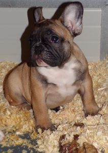 eladó sötét bézs francia bulldog kiskutya