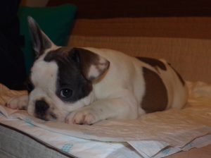 eladó foltos francia bulldog kiskutya