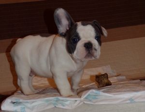 eladó foltos francia bulldog kiskutya