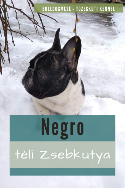 Negro téli Zsebkutya