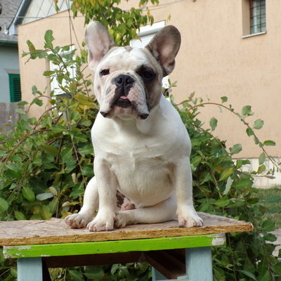 foltos francia bulldog kan