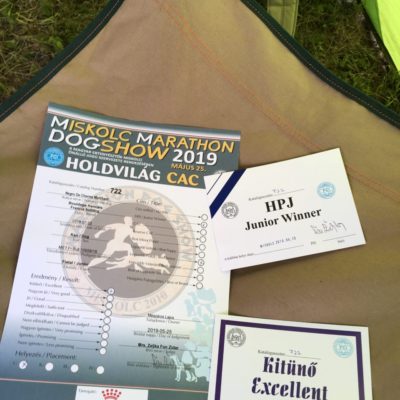 tigriscsíkos-foltos francia bulldog kan