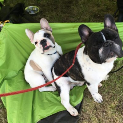 tigriscsíkos-foltos francia bulldog kan