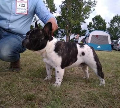 tigriscsíkos-foltos francia bulldog kan