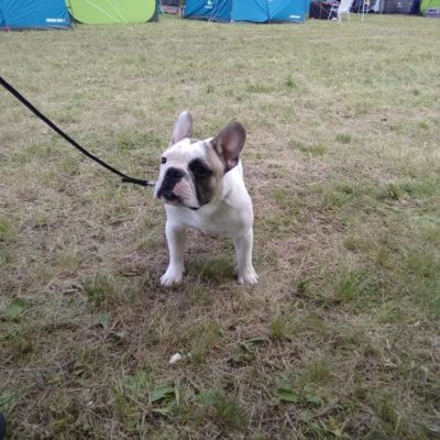 foltos francia bulldog kan