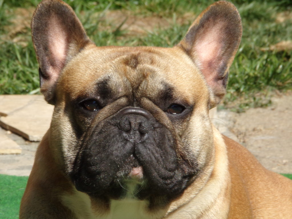 Tőzegkúti Cuba bézs francia bulldog kan